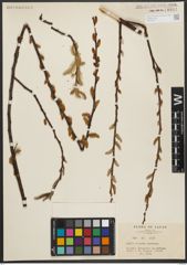 Foto von Salix vulpina Andersson